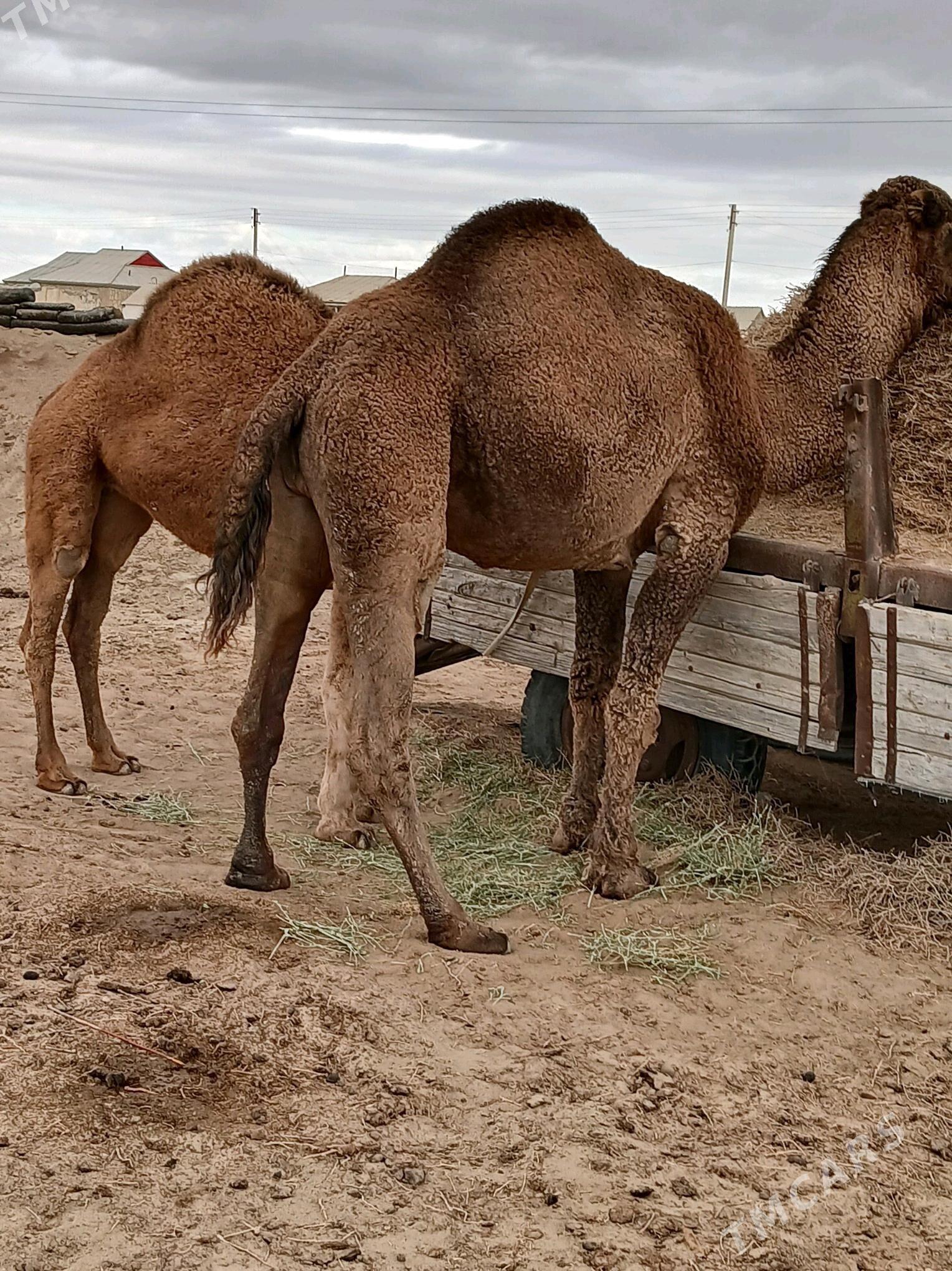 erke duyee - Эсенгулы - img 2