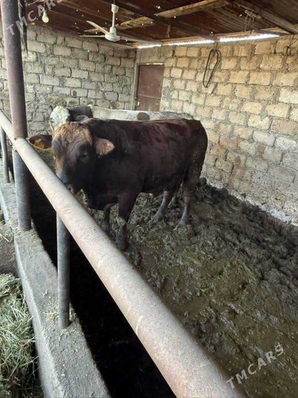 okuz - Ялкым - img 3