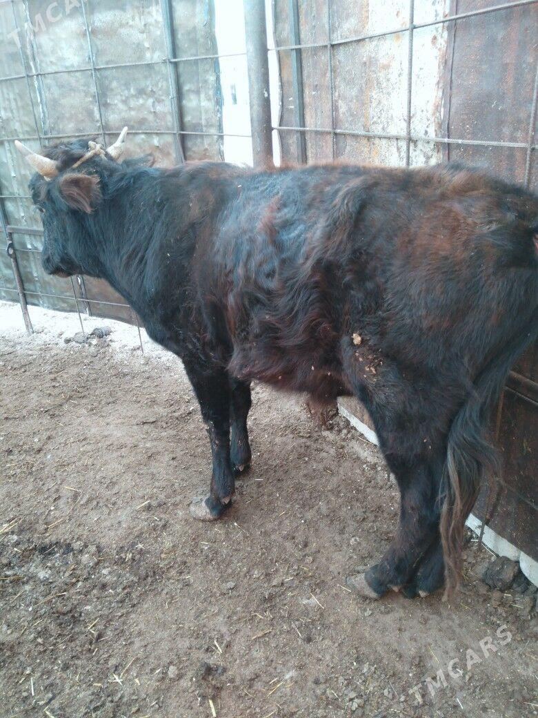 Öküzceler - Балканабат - img 2