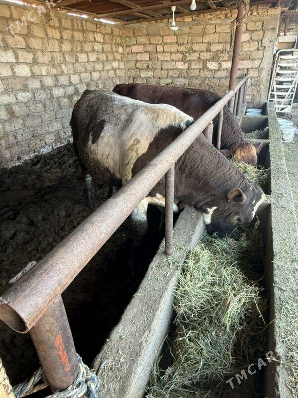 okuz - Ялкым - img 2