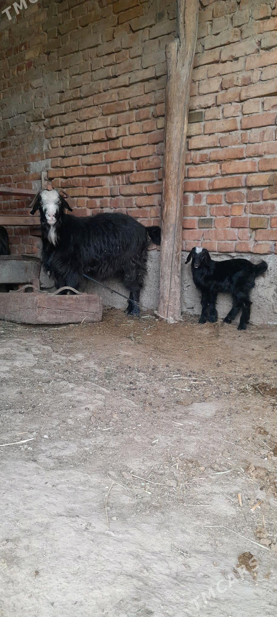 owlakly geci - Бахарден - img 1