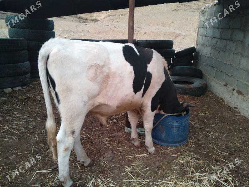 Galısdeyın okuz - Балканабат - img 4