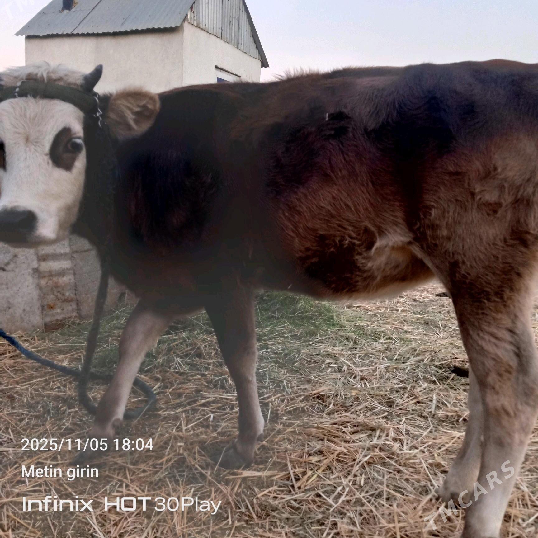 Tuwe - Гёкдепе - img 1