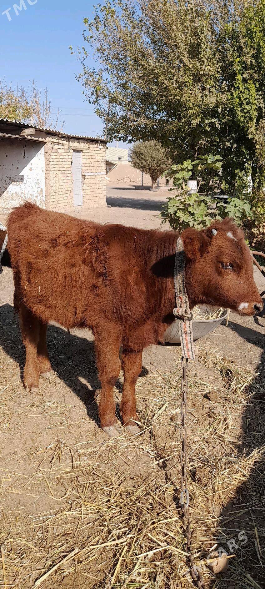 Öküz - Бабадайхан - img 1