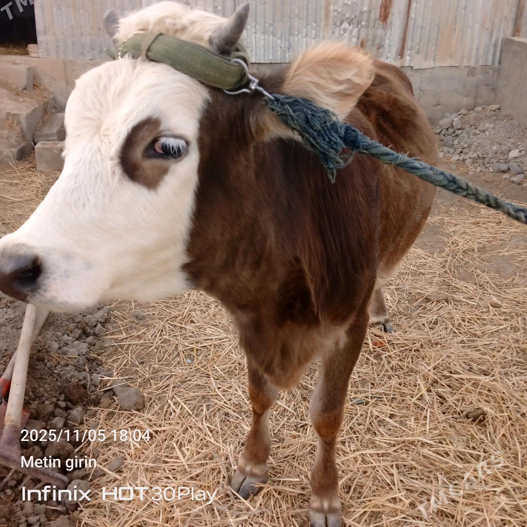 Tuwe - Гёкдепе - img 2