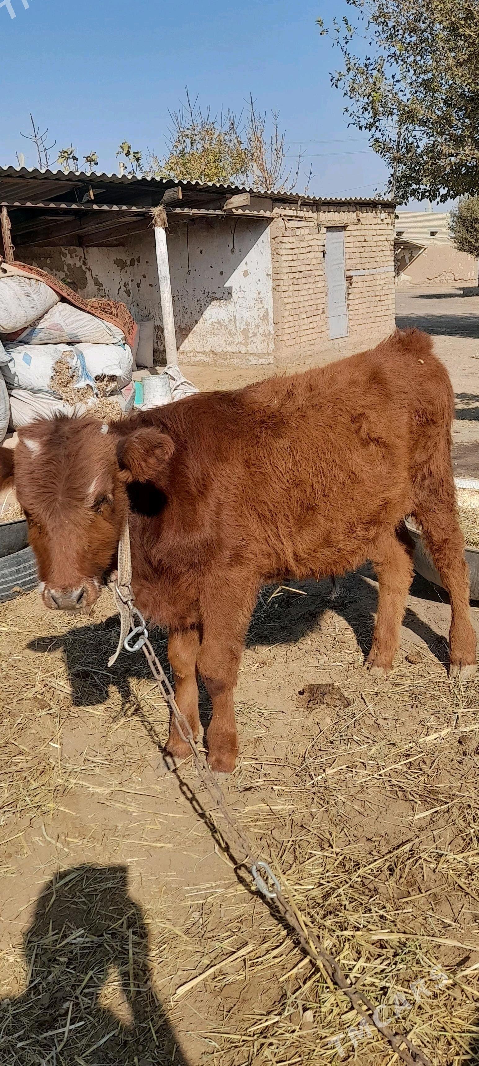 Öküz - Бабадайхан - img 2