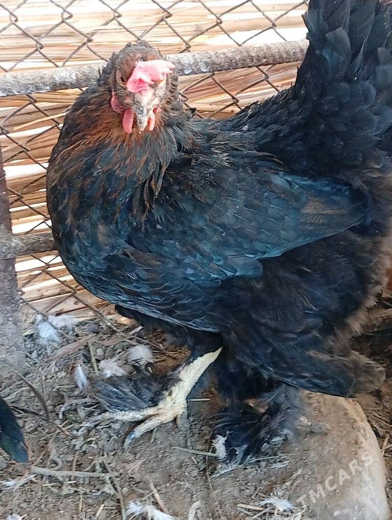 Ciisti Gara brama - Векильбазар - img 1