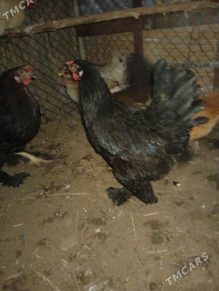 Ciisti Gara brama - Векильбазар - img 2