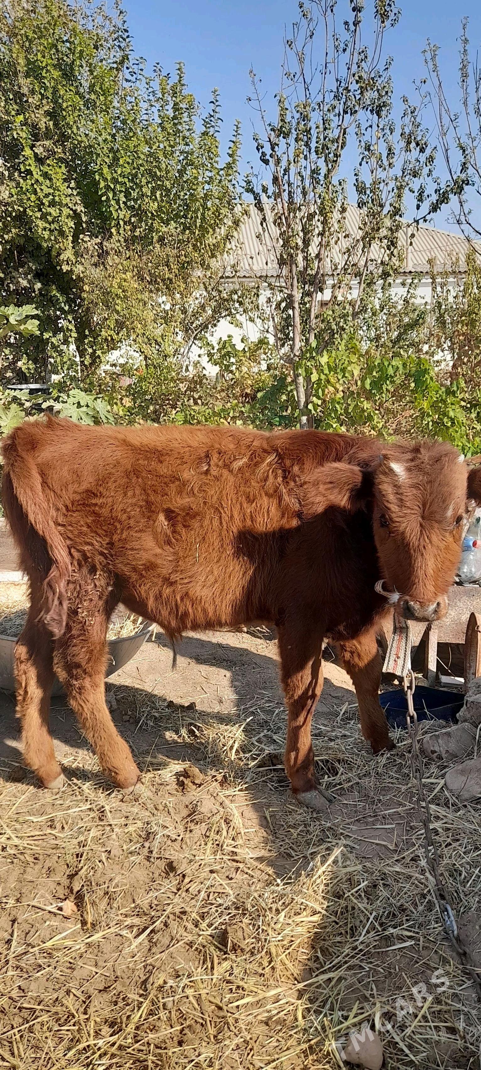 Öküz - Бабадайхан - img 3