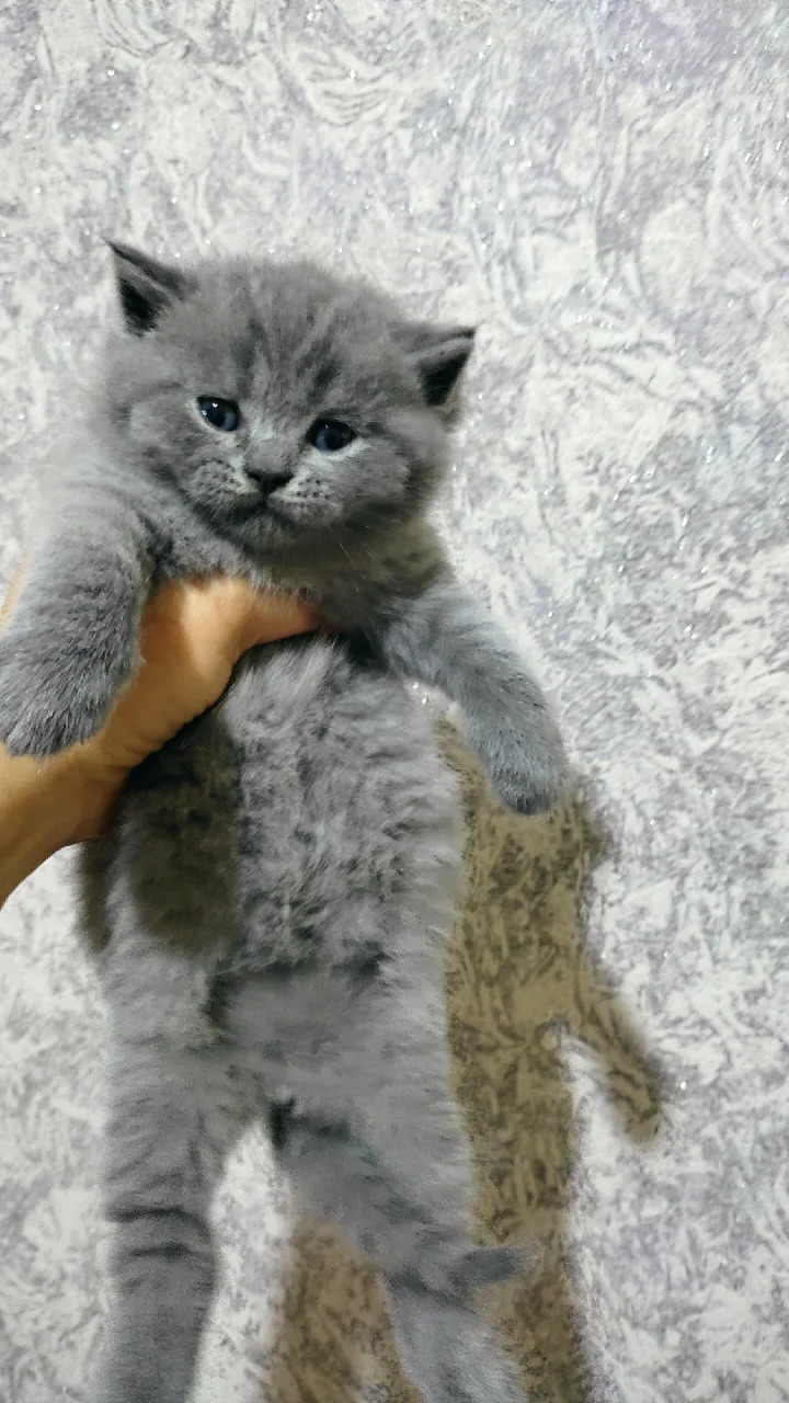 шотландские прямоухие котята - Ашхабад - img 5