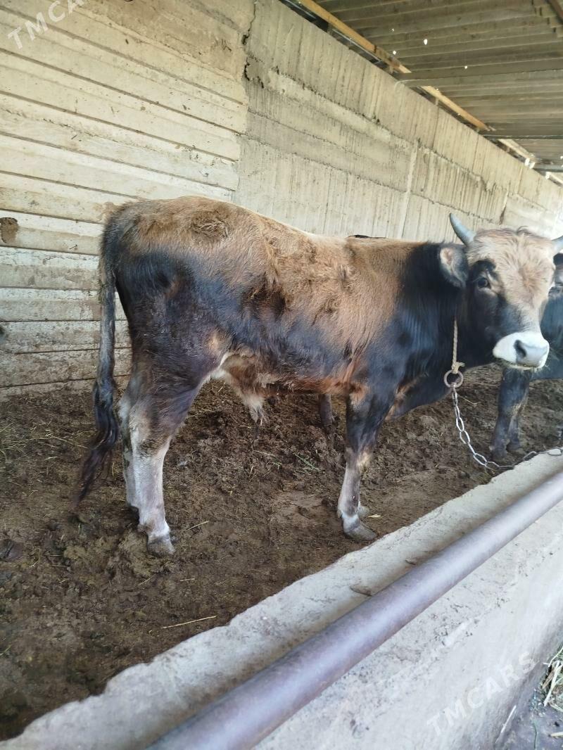 okuz - Гёкдже - img 2