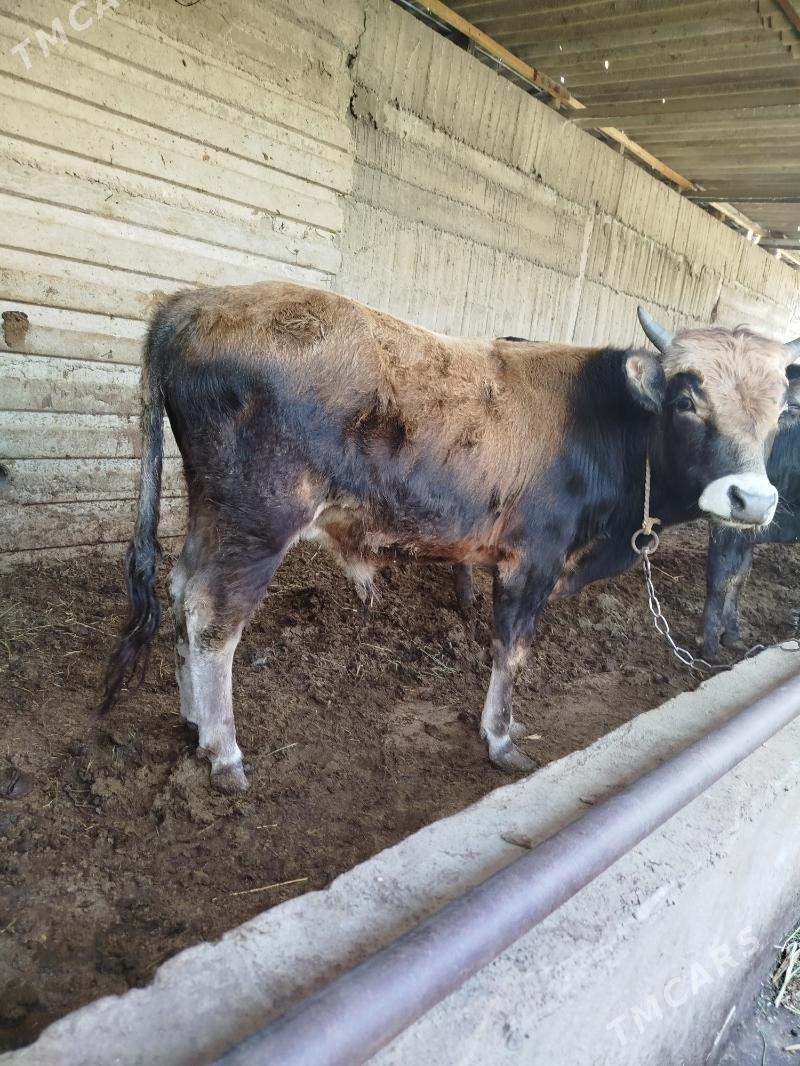 okuz - Гёкдже - img 1