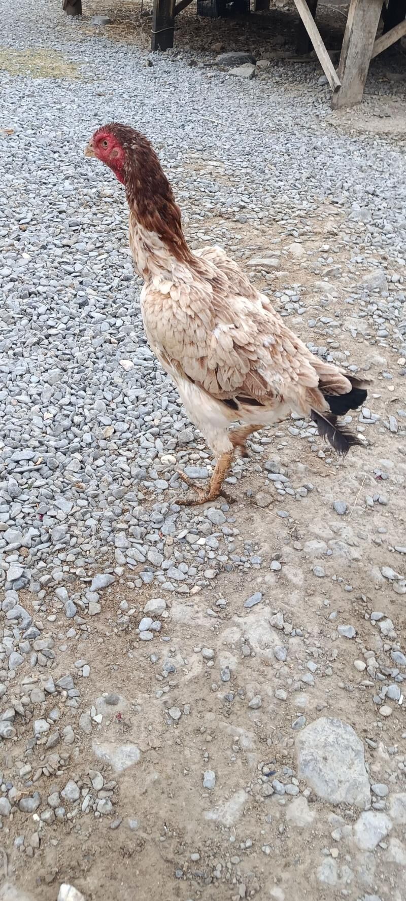 маки - Гёкдепе - img 2