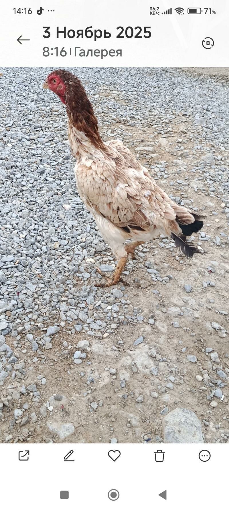 Ташкент маки - Гёкдепе - img 2