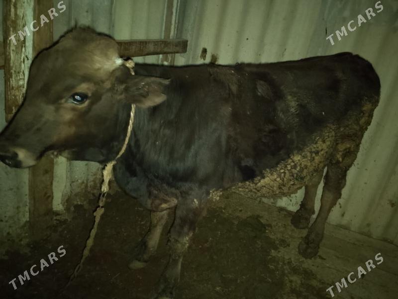 swes öküz - Бахарден - img 1