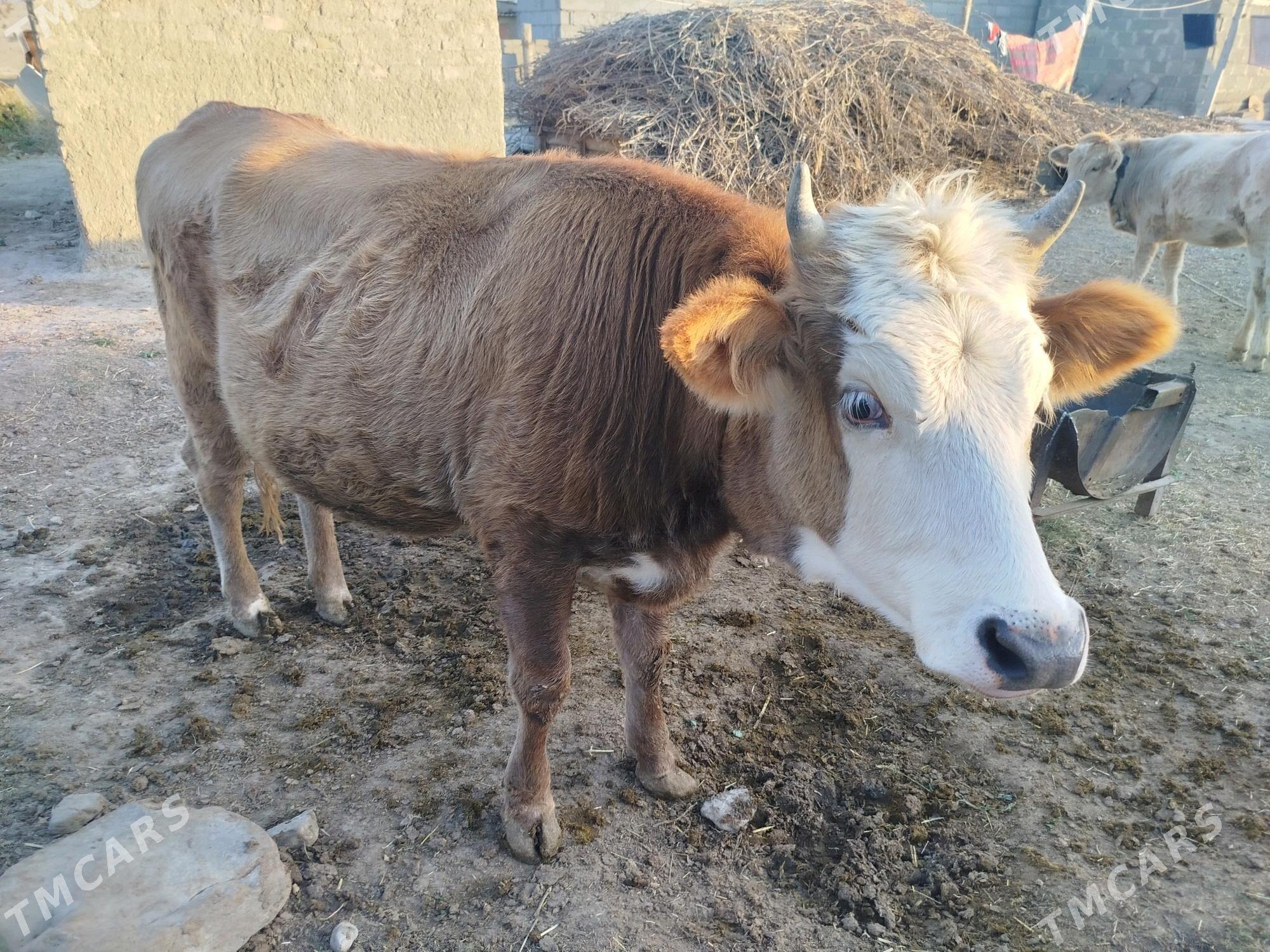 Tuwe Mal - Бахарден - img 1