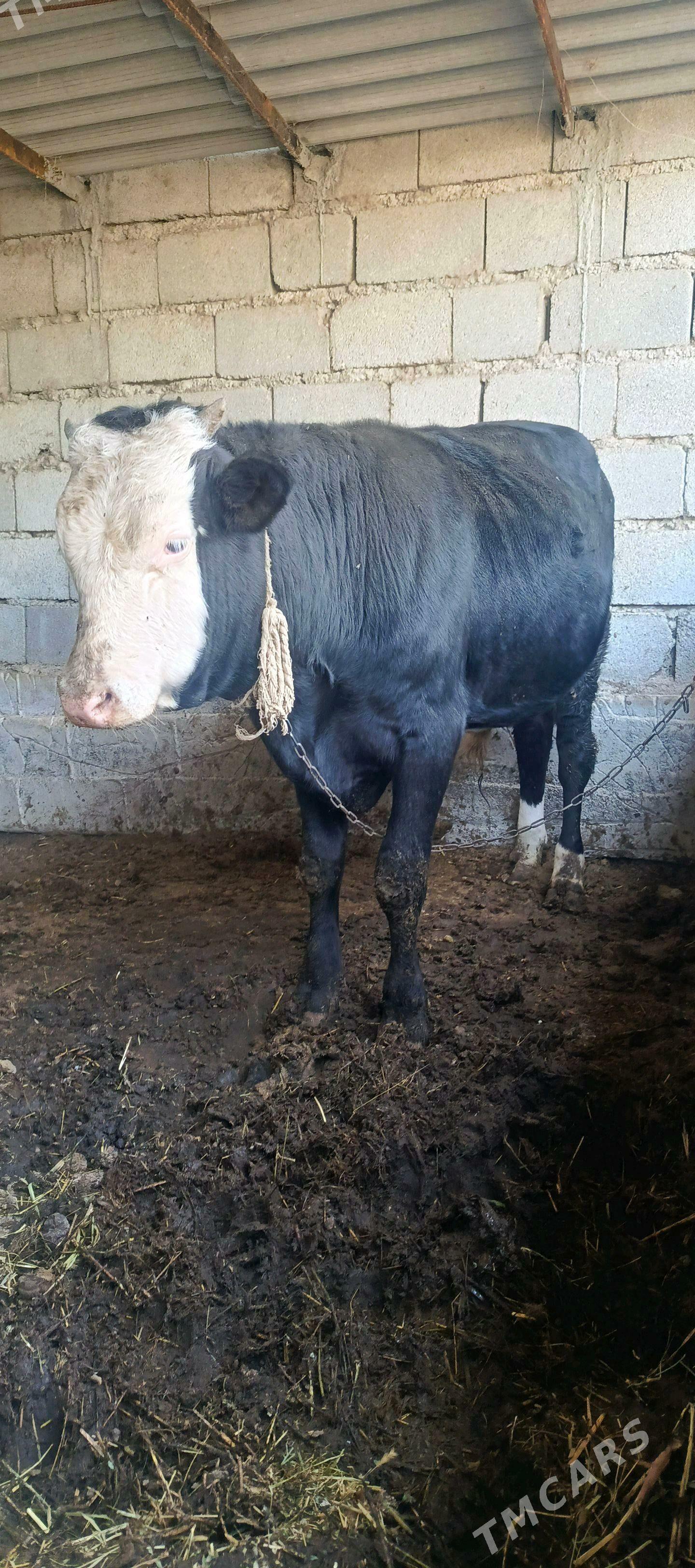 okuz - Гёкдепе - img 1