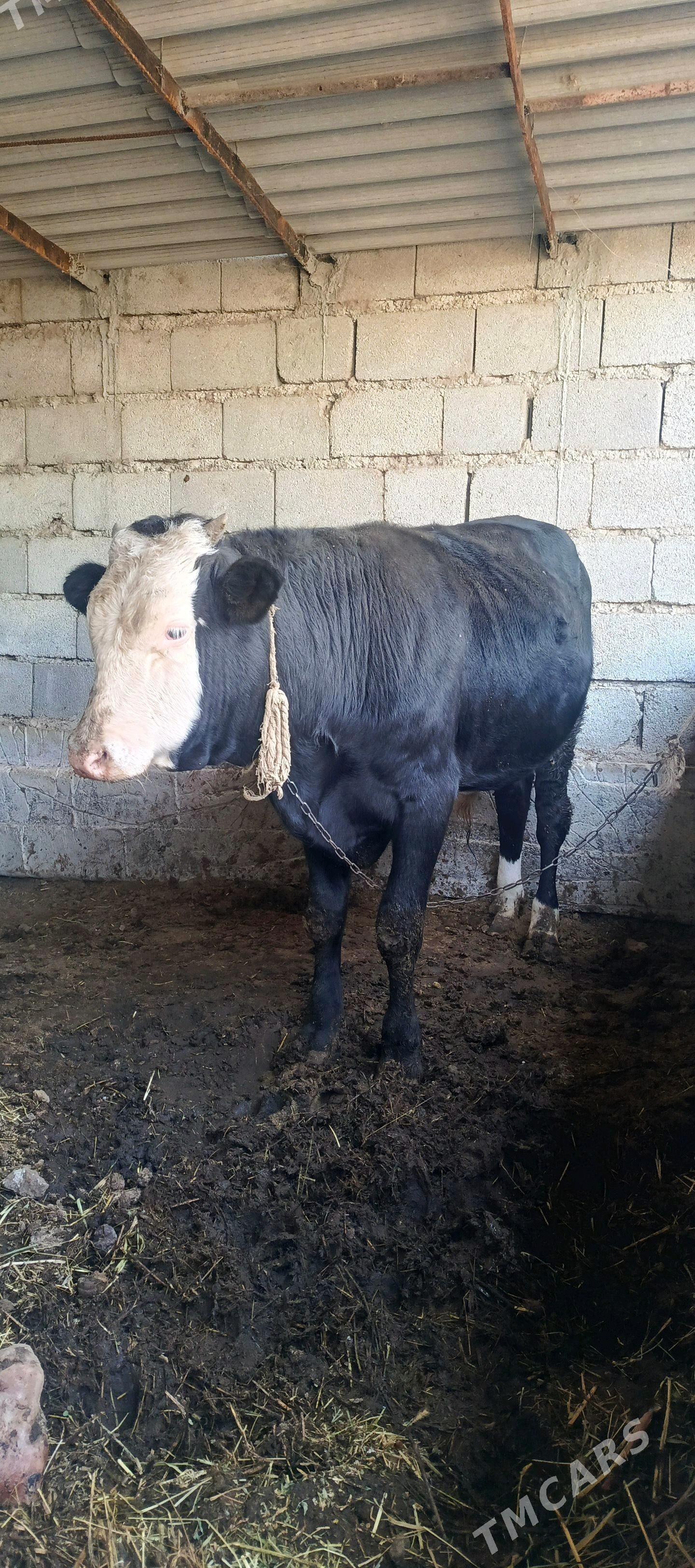 okuz  - Гёкдепе - img 3