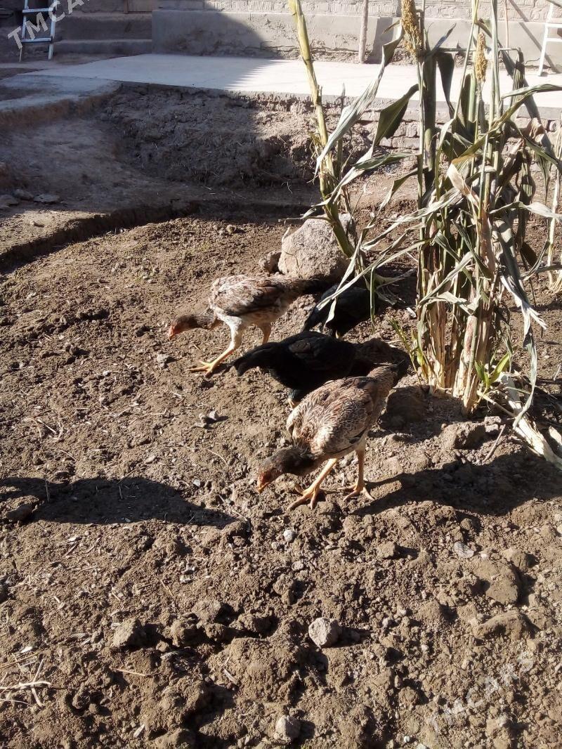 жужа макилар - Дашогуз - img 2