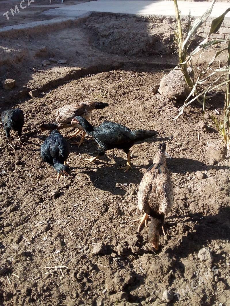 жужа макилар - Дашогуз - img 1