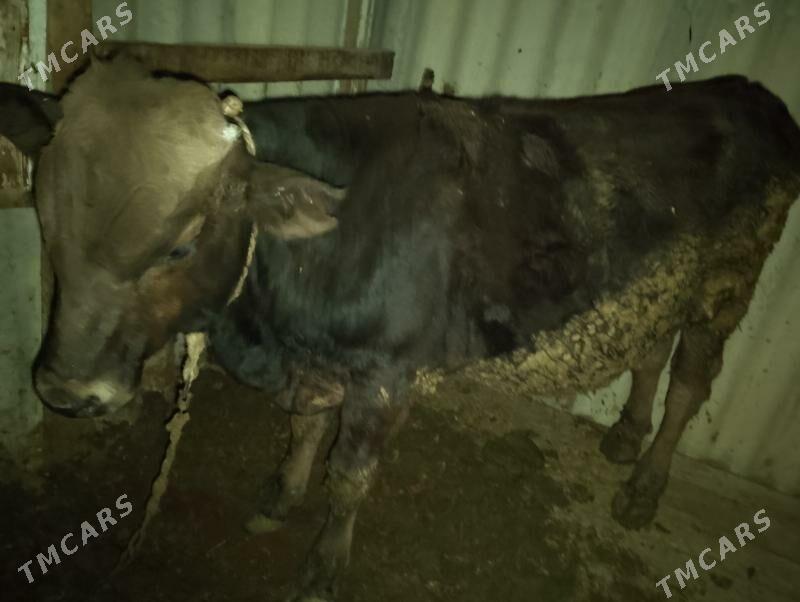 swes öküz - Бахарден - img 2