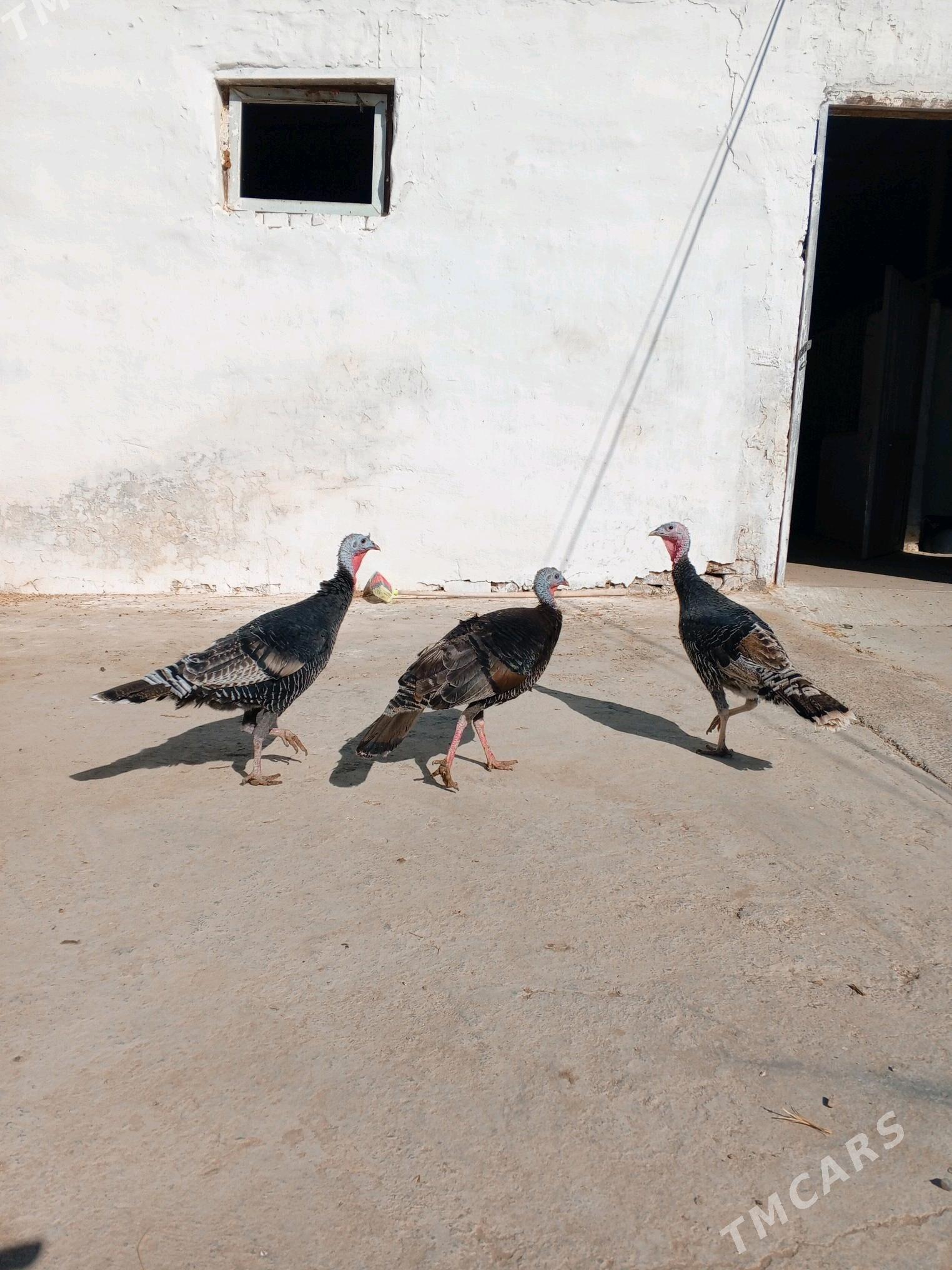 Induk - Ашхабад - img 2