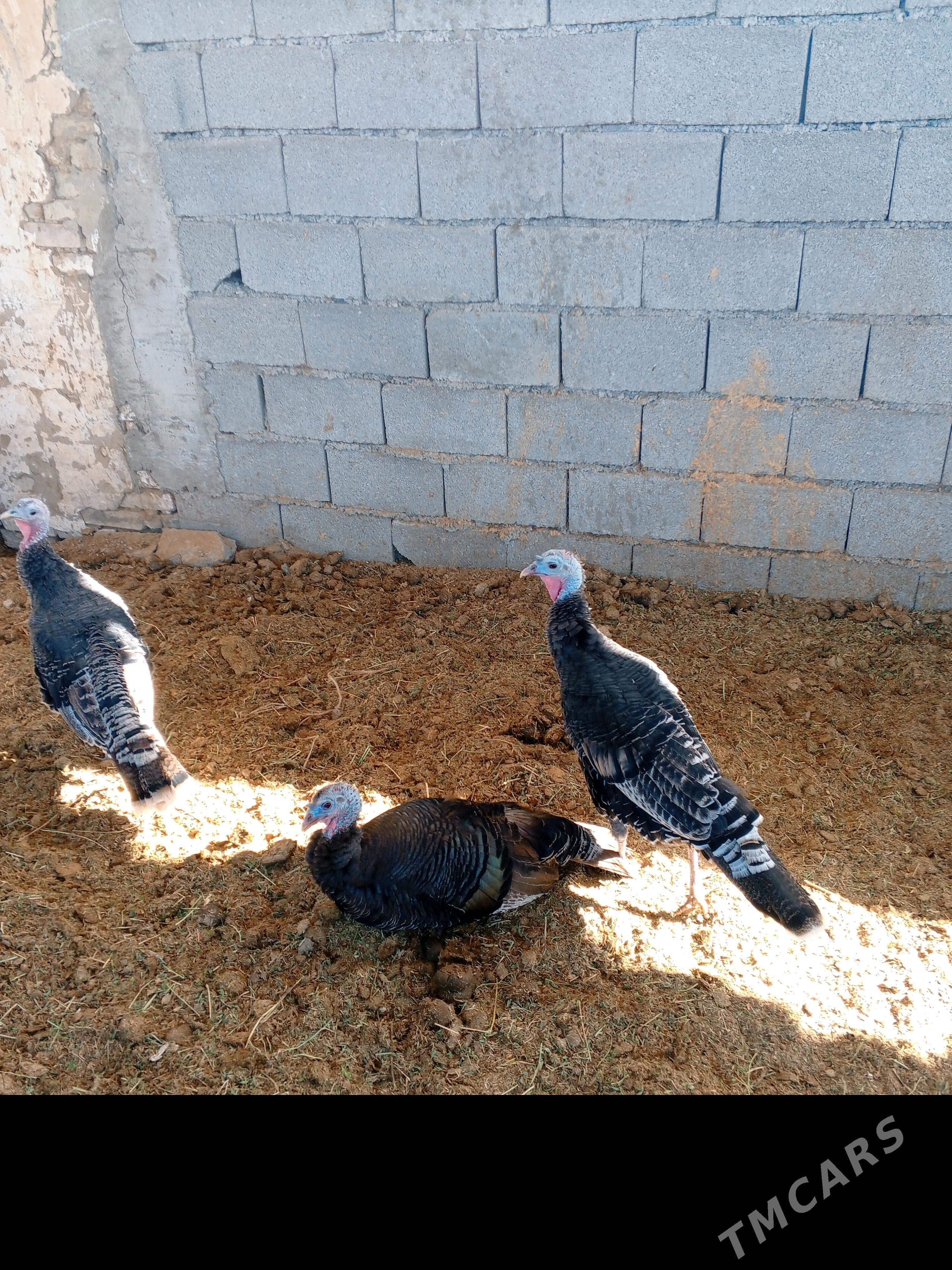 Induk - Ашхабад - img 3