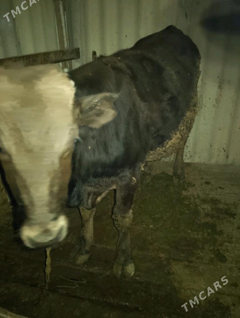 swes öküz - Бахарден - img 3