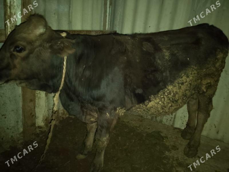 swes öküz - Бахарден - img 4