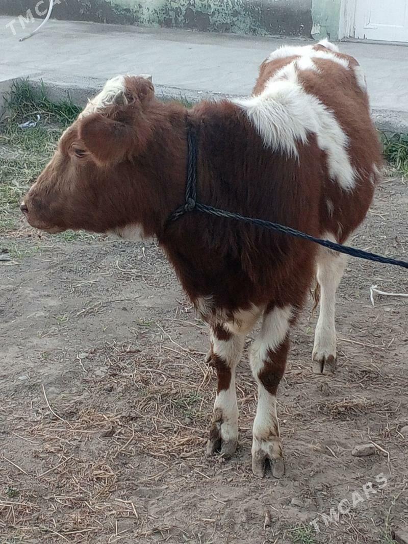 Okuz - Ашхабад - img 4