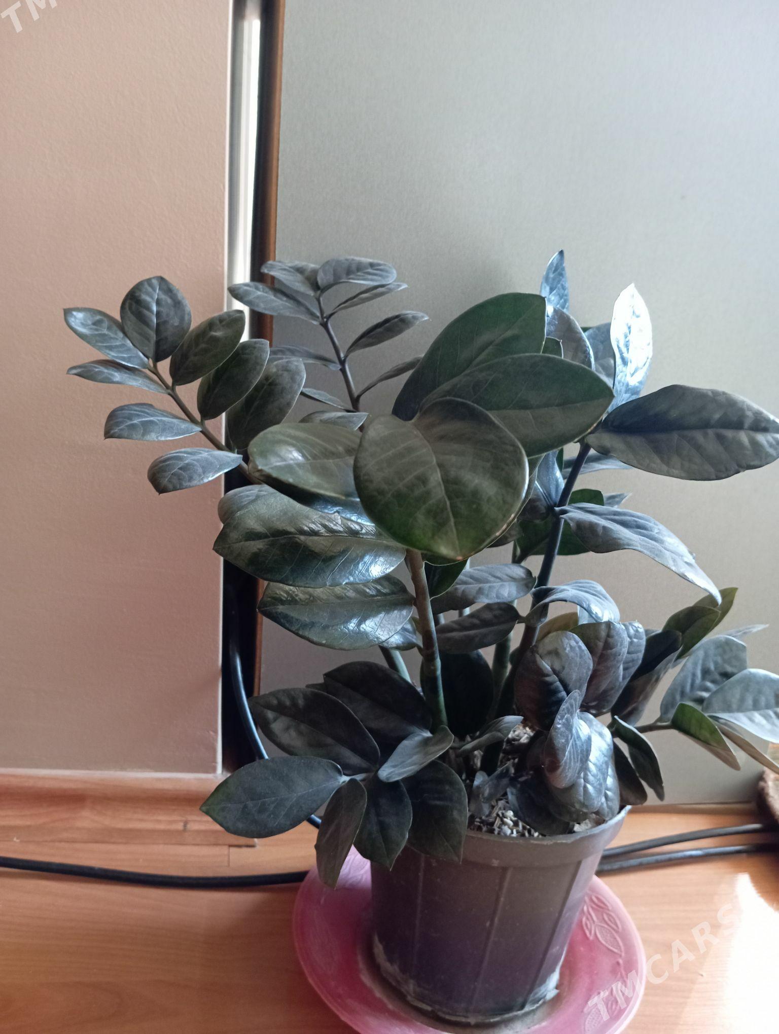 Замиокулькас черный - Байрамали - img 3