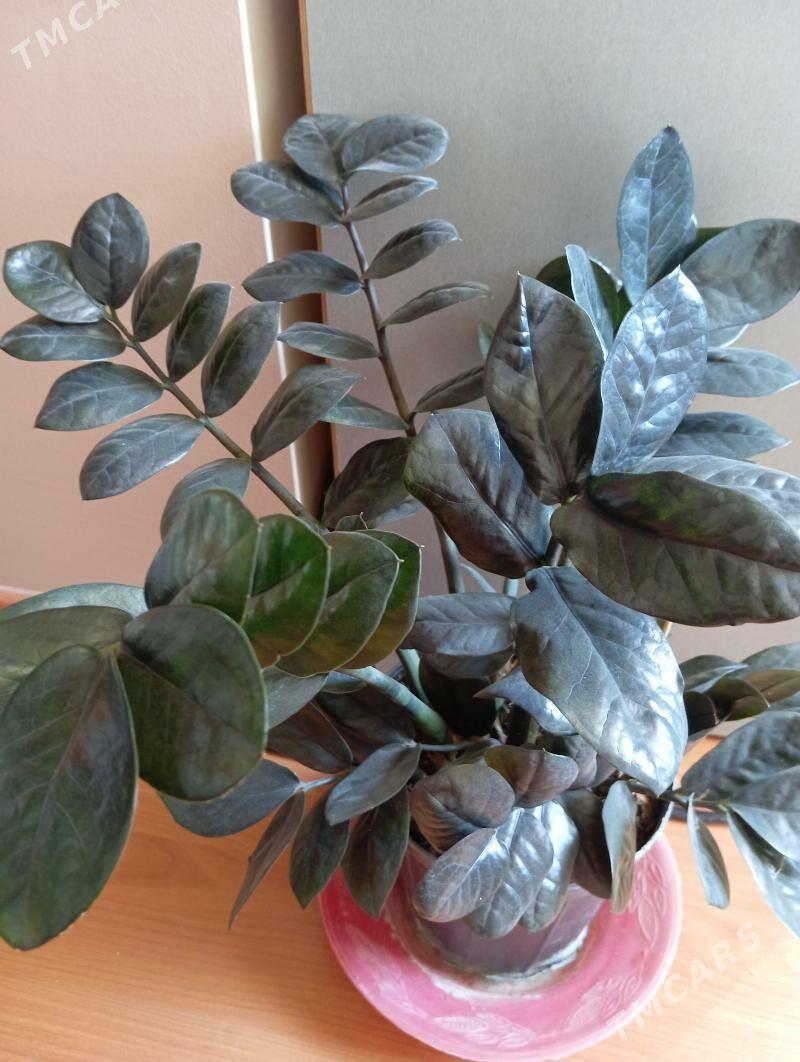 Замиокулькас черный - Байрамали - img 2