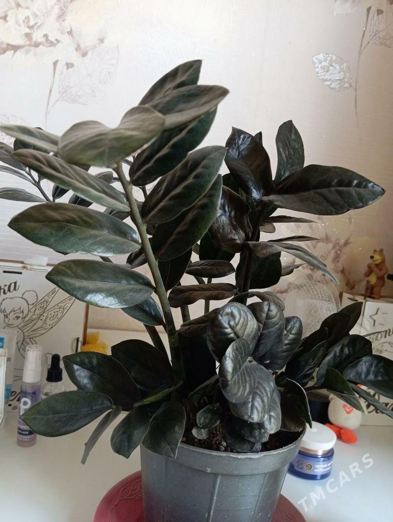 Замиокулькас черный - Байрамали - img 1