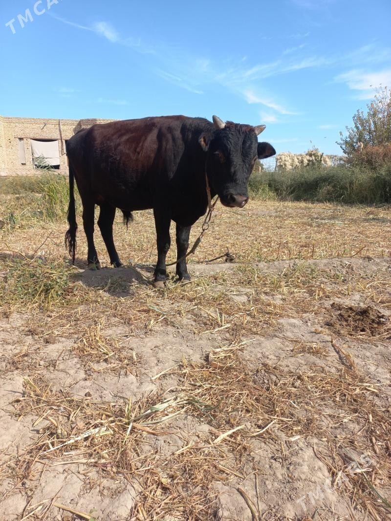 okuz - Daşoguz - img 4