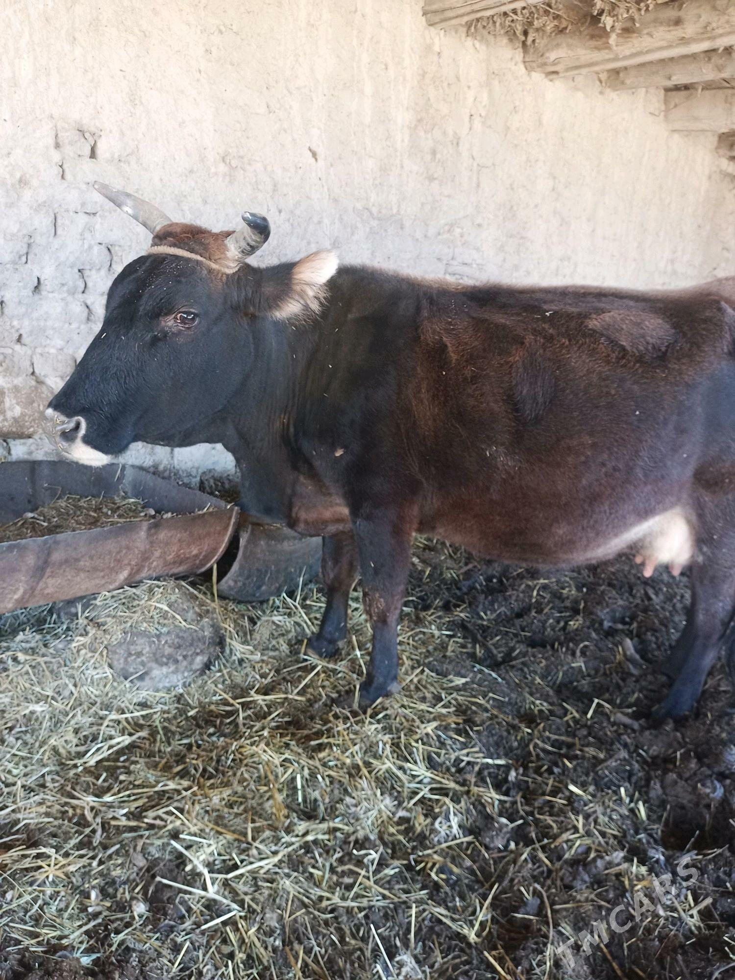 Сыгыр хожекли - Туркменабат - img 1