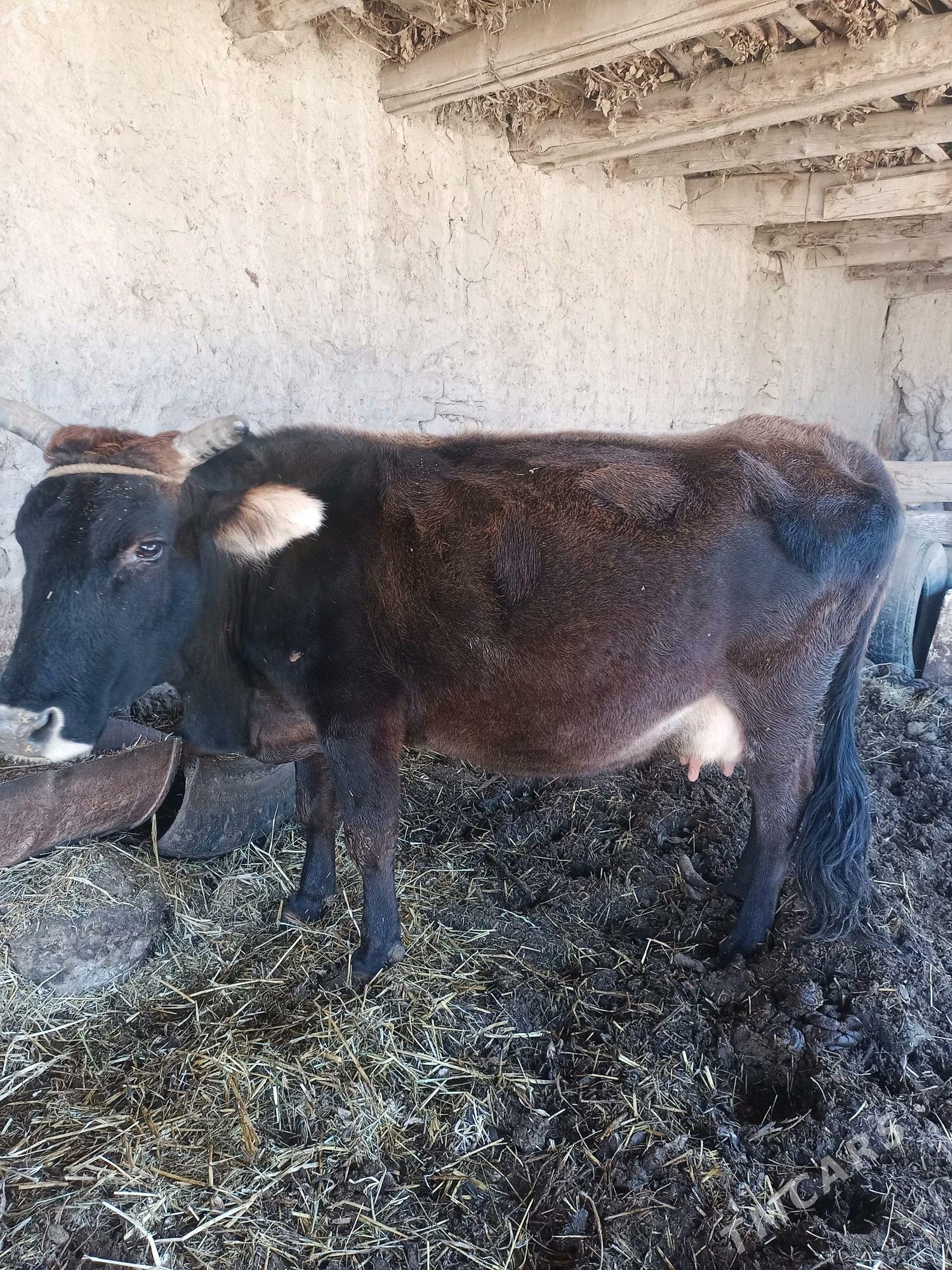 Сыгыр хожекли - Туркменабат - img 2