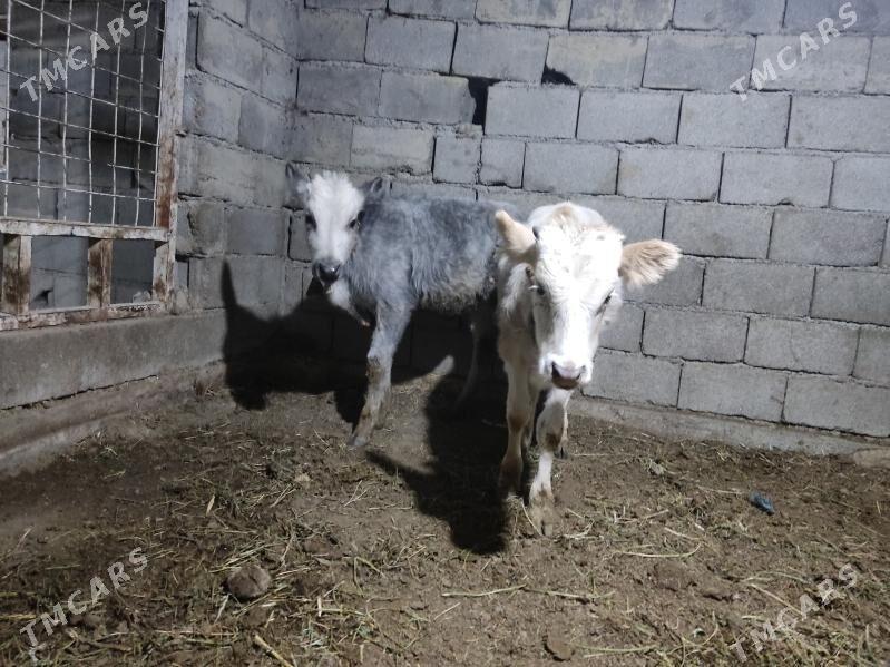 2 okuz - Гёкдепе - img 3