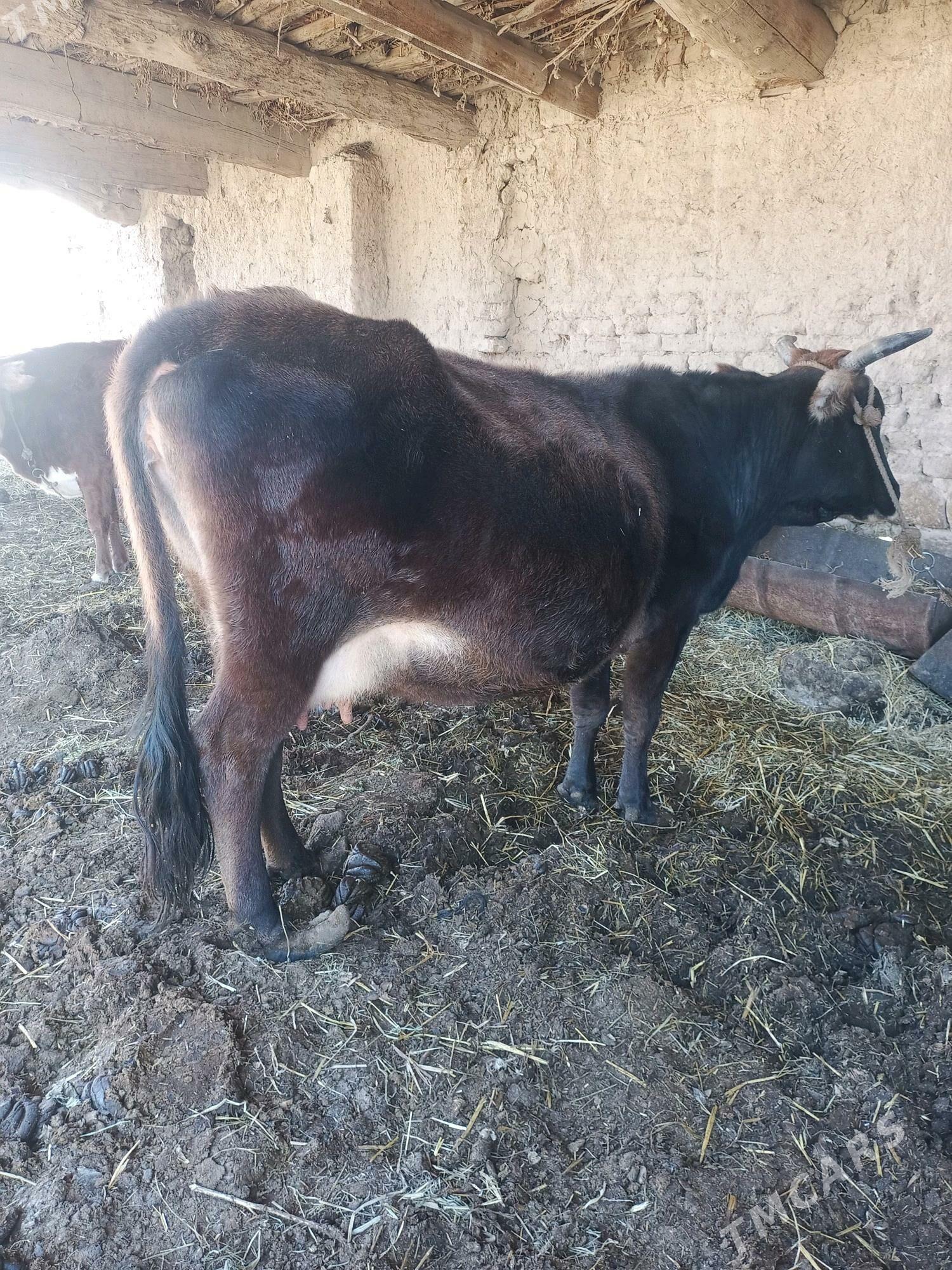 Сыгыр хожекли - Туркменабат - img 3