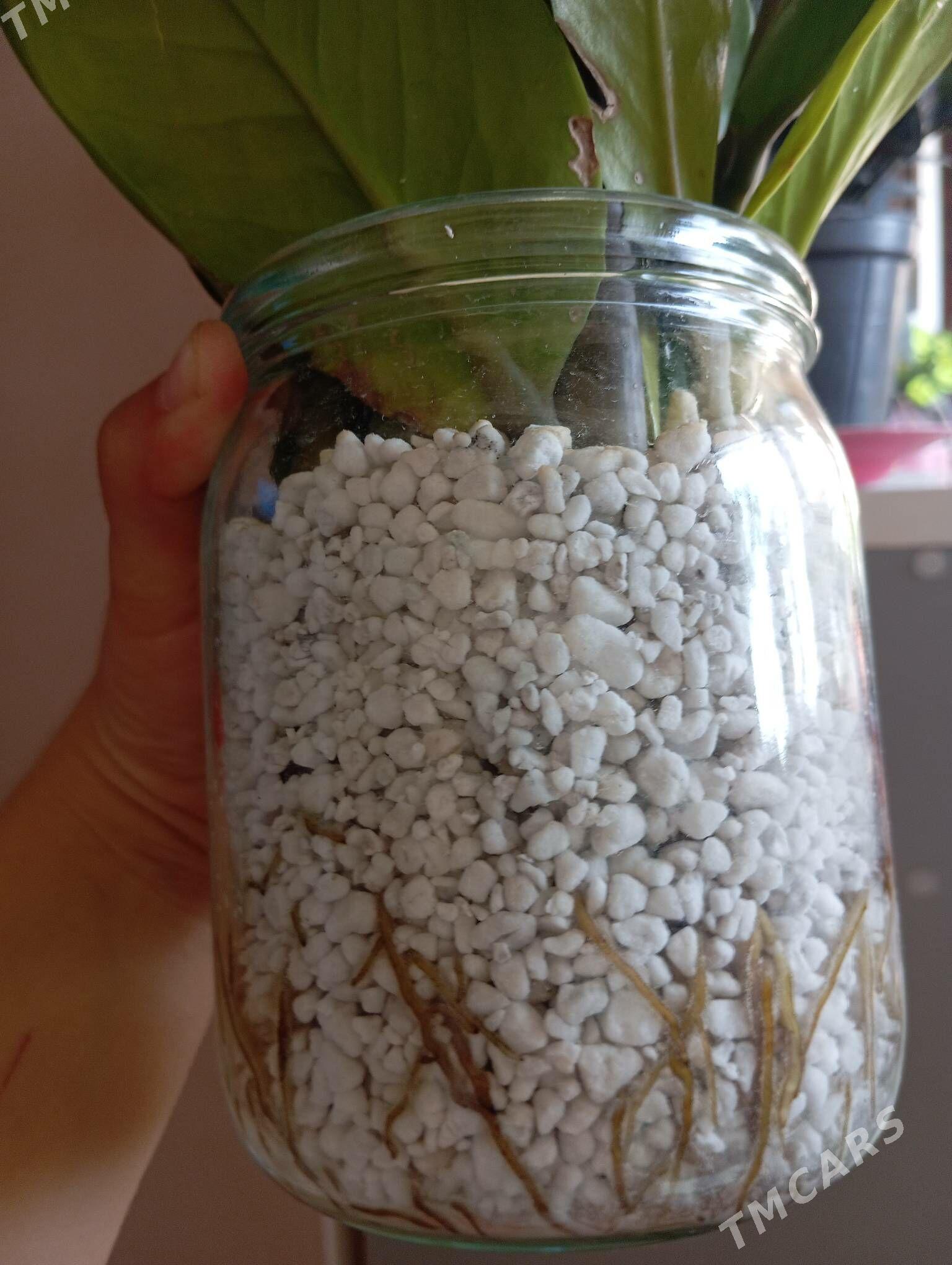 Замиокулькас - Байрамали - img 3