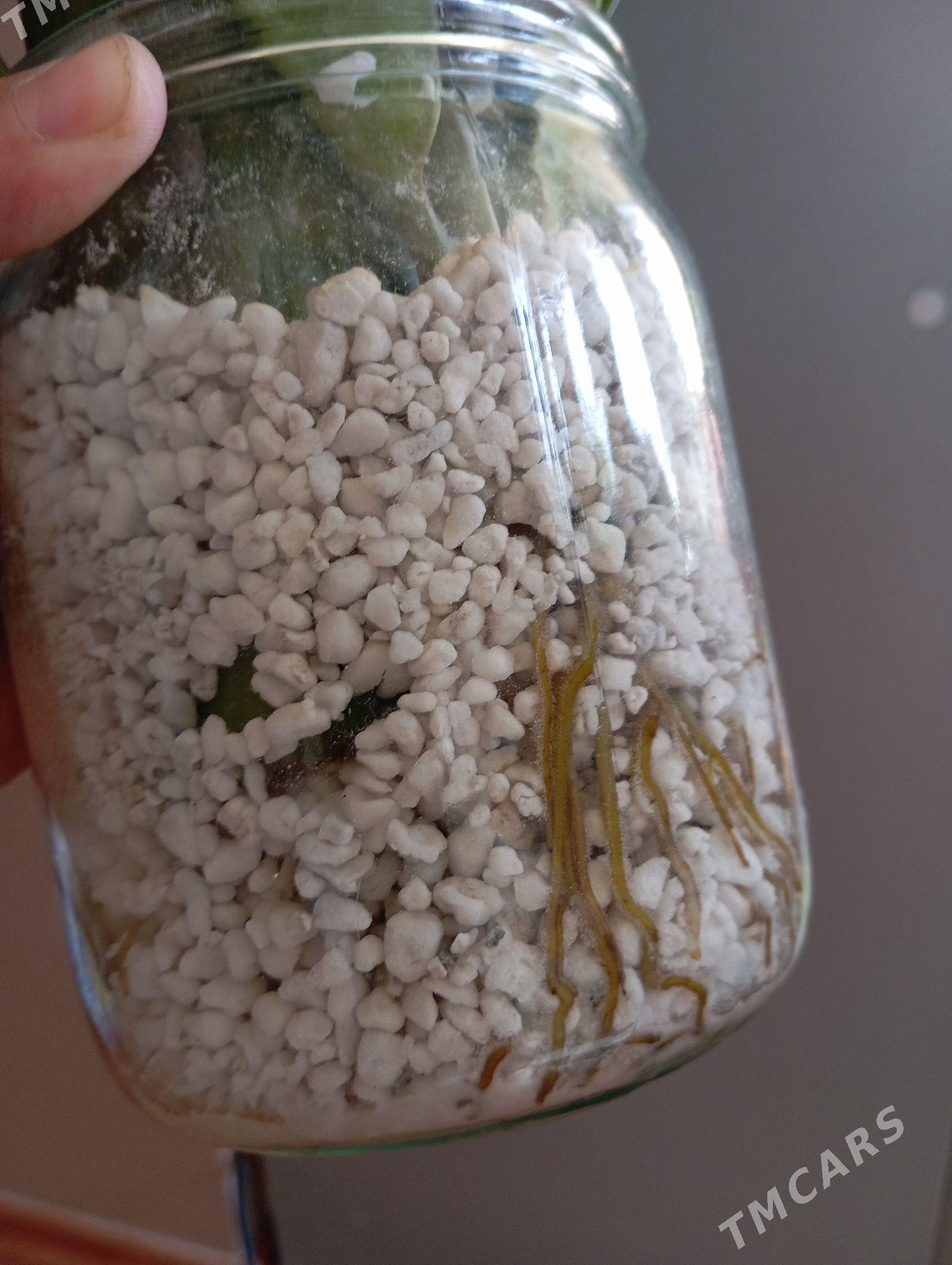 Замиокулькас - Байрамали - img 4