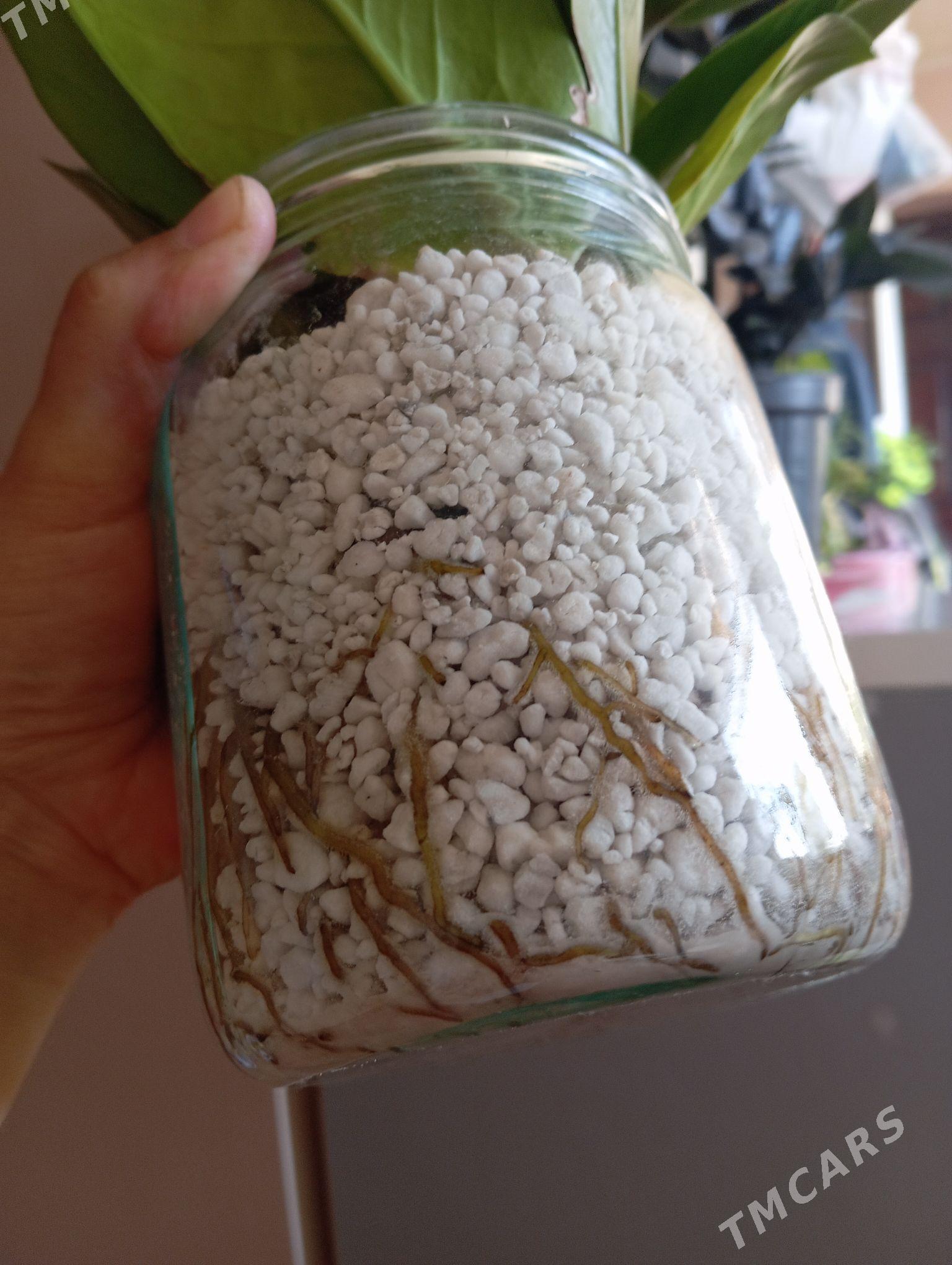 Замиокулькас - Байрамали - img 2