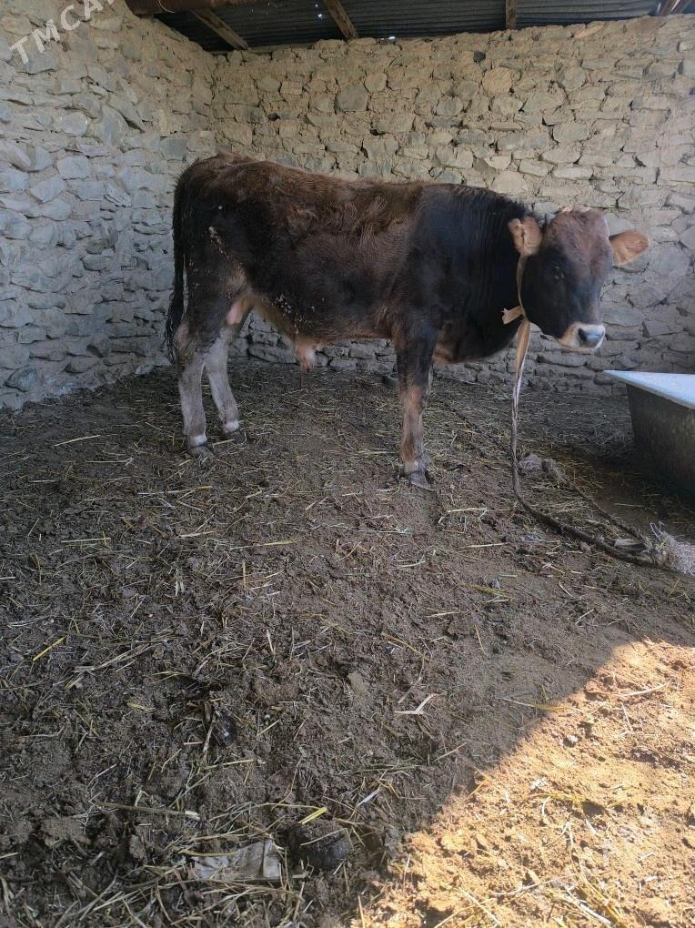 Okiz - Берекет - img 3