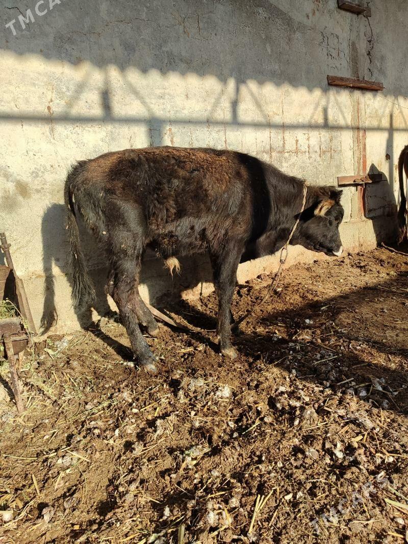 okuz - Ýaşlyk - img 2