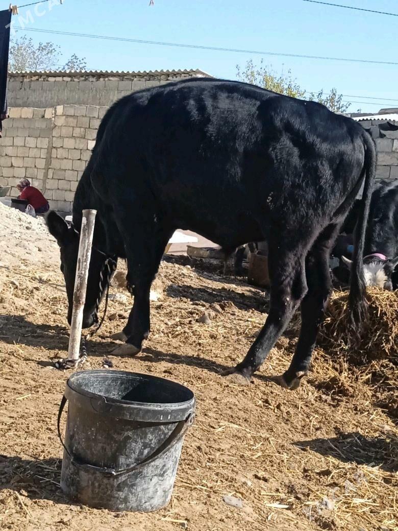 ôkuz - Чоганлы - img 2