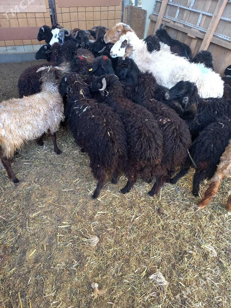 Garaköl.Türkmen.Tokgullar. - Хитровка - img 2