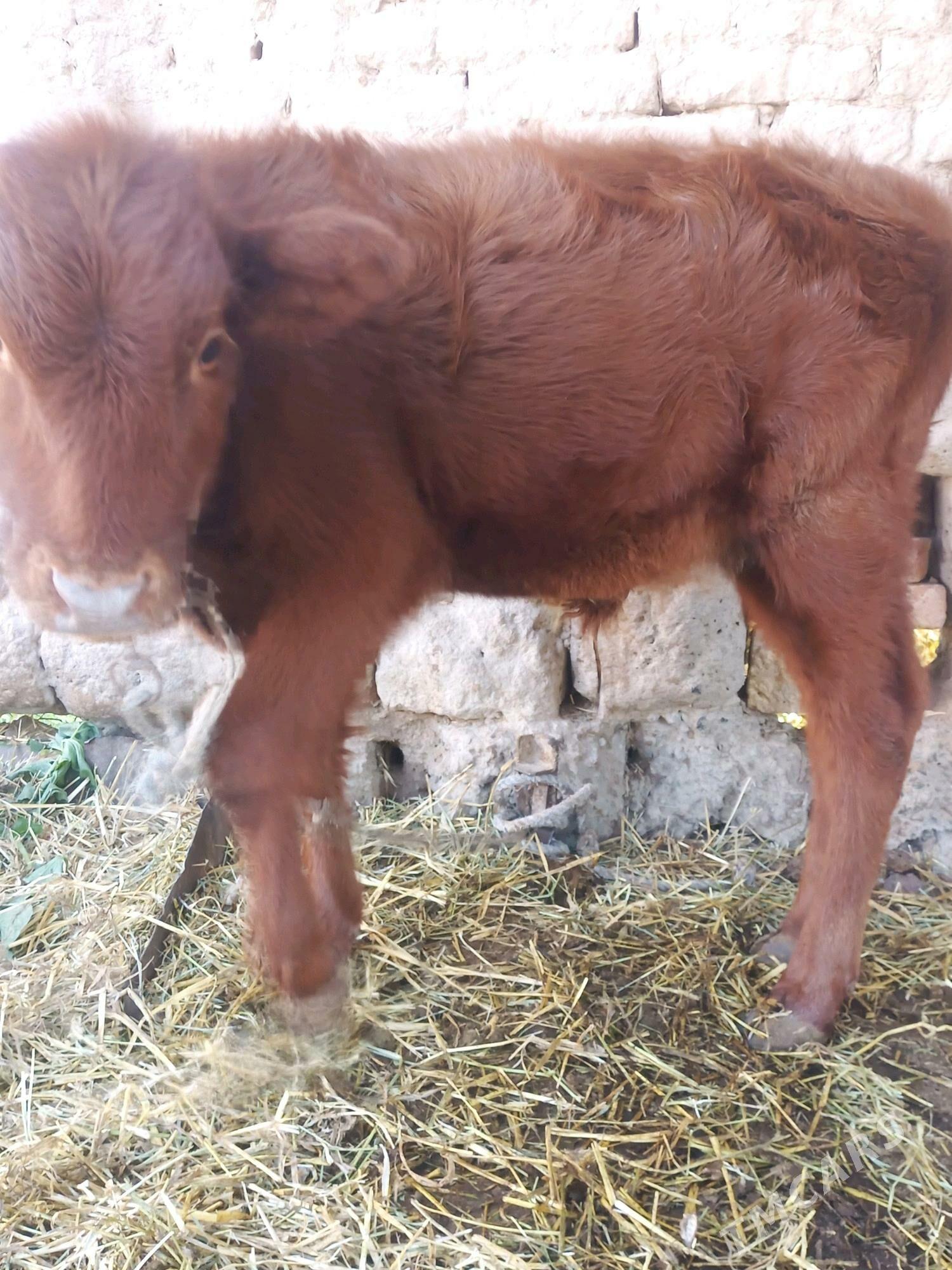 Сыгыр хожекли - Туркменабат - img 5