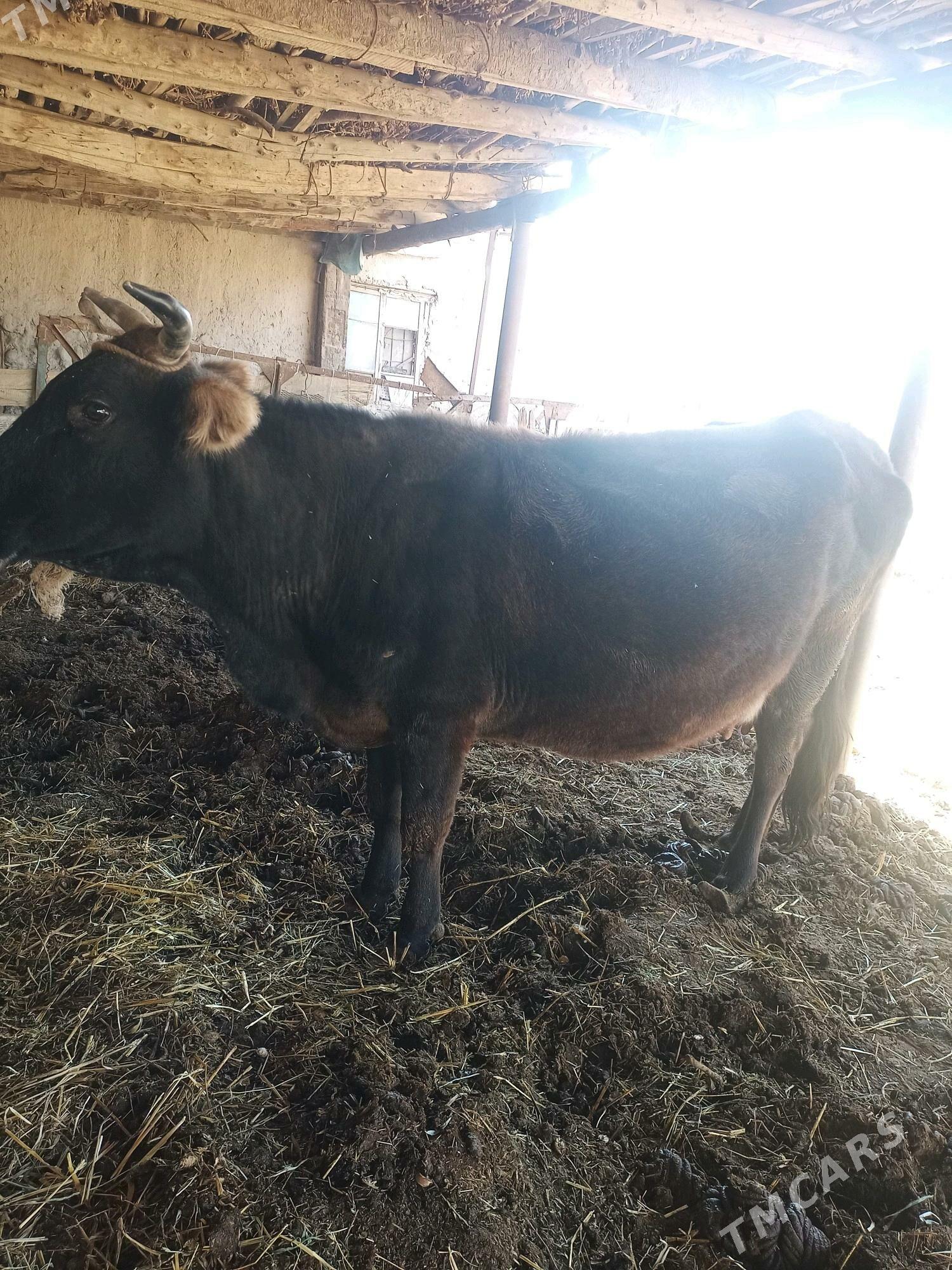 Сыгыр хожекли - Туркменабат - img 4