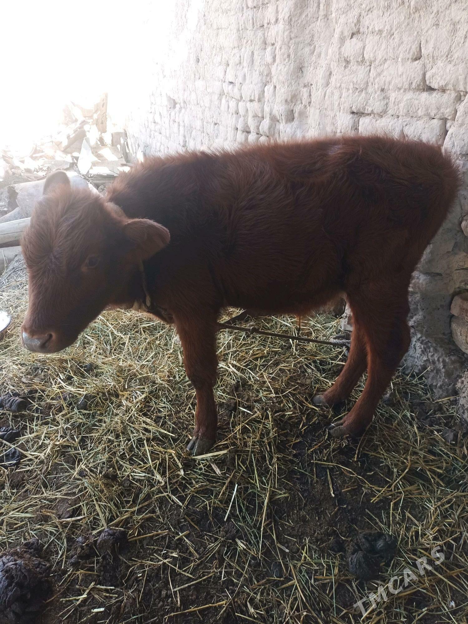 Сыгыр хожекли - Туркменабат - img 6