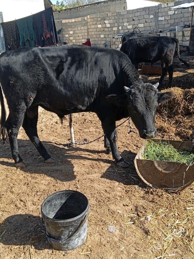 ôkuz - Чоганлы - img 4