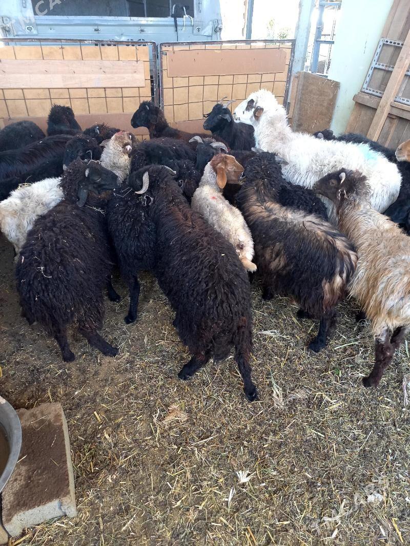 Garaköl.Türkmen.Tokgullar. - Хитровка - img 4